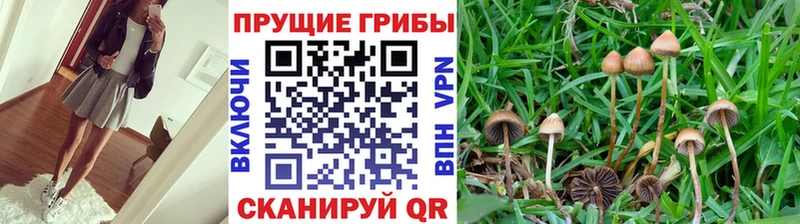 Галлюциногенные грибы Psilocybe  Купить закладки  Мглин 